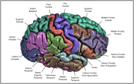 Figure appeared in Winkler et al. (2010), Neuroimage. [http://dx.doi.org/10.1016/j.neuroimage.2009.12.028]
