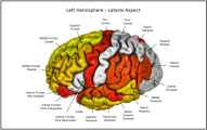 Appeared in Meda et al. (2012), Neuroimage. [http://dx.doi.org/10.1016/j.neuroimage.2011.12.076]