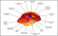 Appeared in Kochunov et al. (2015), Neuroimage. [http://dx.doi.org/10.1016/j.neuroimage.2015.02.050]